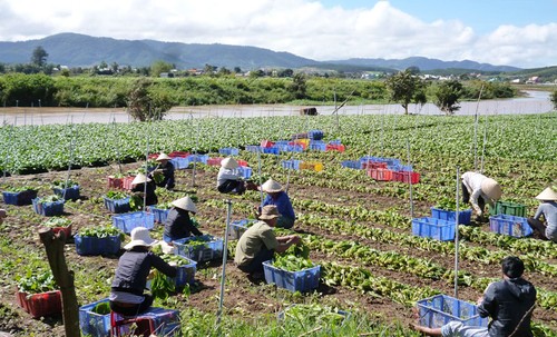 Католики в уезде Донзыонг развивают сельское хозяйство с применением высоких технологий - ảnh 5